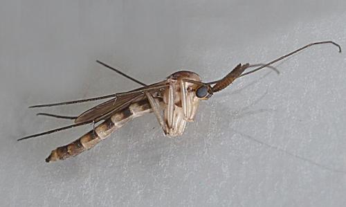 Réf. 240 045 : Keroplatus reaumurii
